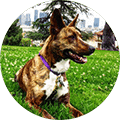 thank-dog-training-testimonial-1-square-120-a