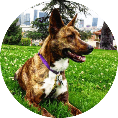 thank dog training testimonial 1