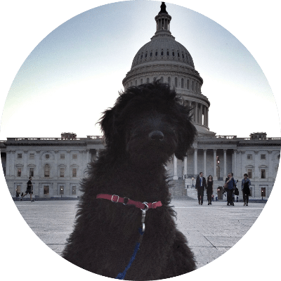thank dog training testimonial 3